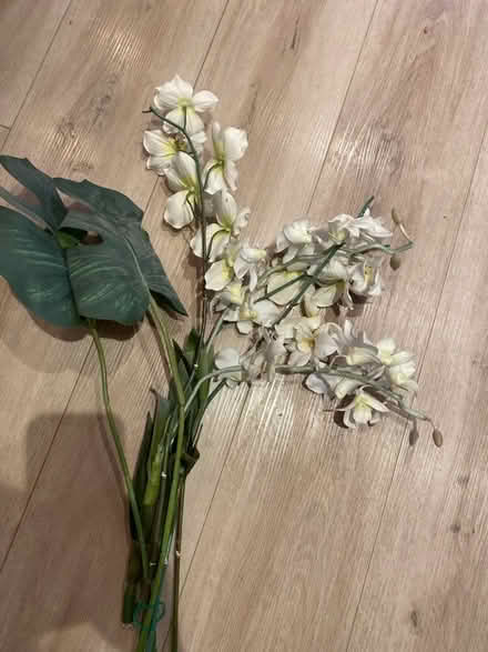 Photo of free Fake orchids and Swiss cheese leaf (TW2 Twickenham) #1