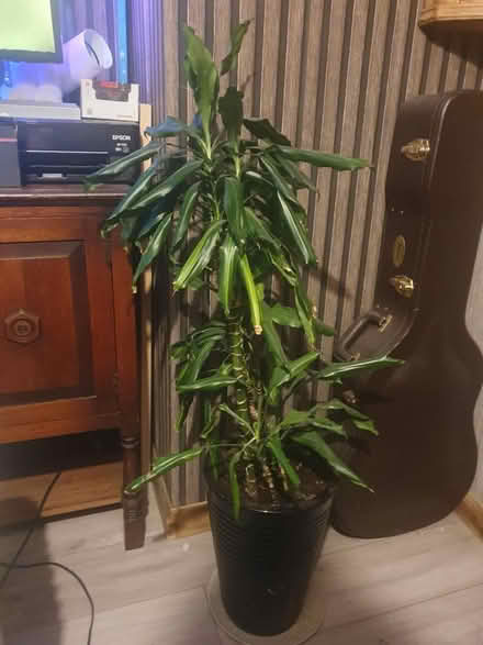 Photo of free Plant in pot (UB5) #1