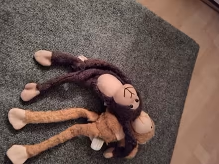 Photo of free 2 stuffed monkeys #1