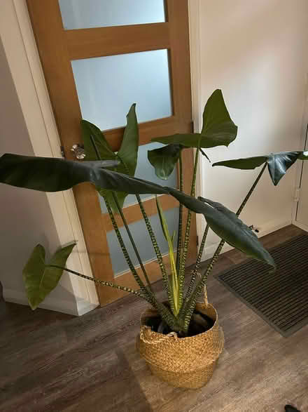 Photo of free Large indoor plant (Ash vale) #1