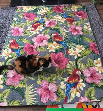Photo of free Colourful rug (Sheldon B26) #1