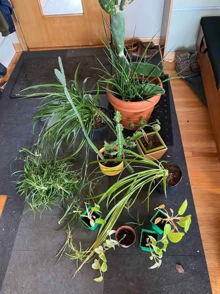 Photo of free House plants (Circle Pines) #1