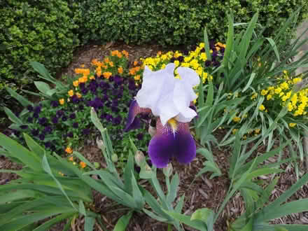 Photo of free Iris rhizomes and daffodil bulbs (Apex-Ten Ten and Holly Springs) #2