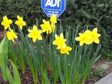 Photo of free Iris rhizomes and daffodil bulbs (Apex-Ten Ten and Holly Springs) #3