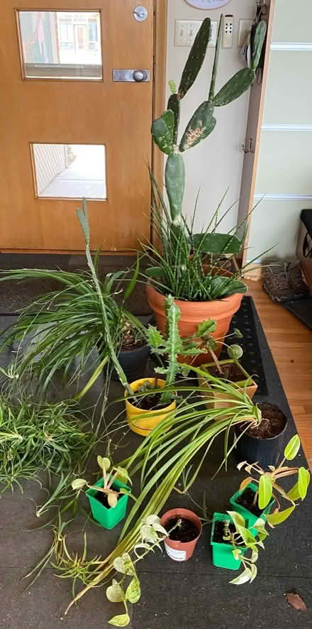 Photo of free House plants (Circle Pines) #2