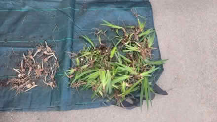 Photo of free Iris rhizomes and daffodil bulbs (Apex-Ten Ten and Holly Springs) #1