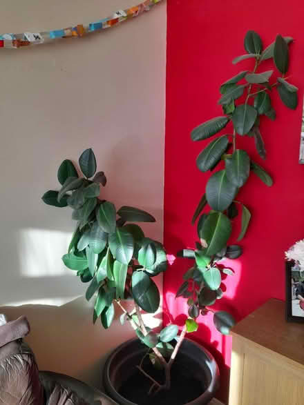 Photo of free Rubber plant (Yeovil) #1