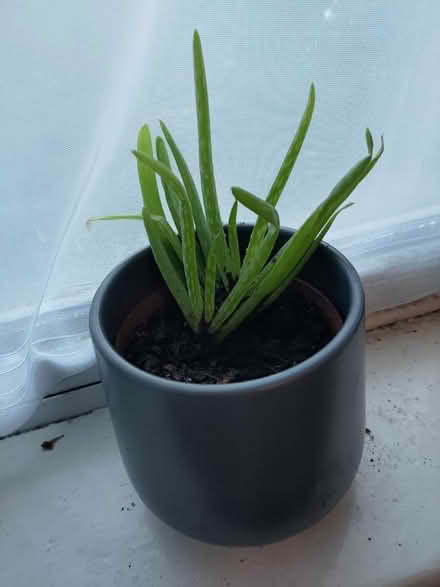 Photo of free plants (CV5) #3