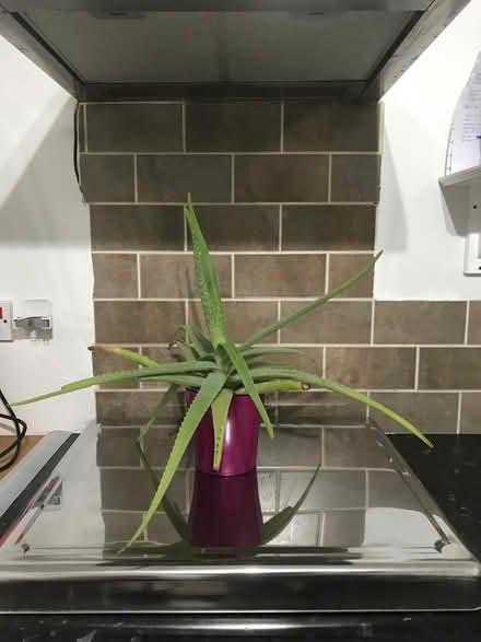 Photo of free Aloe Vera house plant (Murdishaw WA7) #1