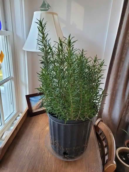 Photo of free Rosemary Plant (Carlisle, MA) #1