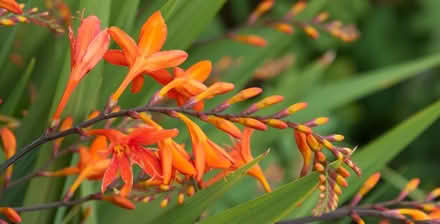 Photo of free Crocosmia (NR2) #2