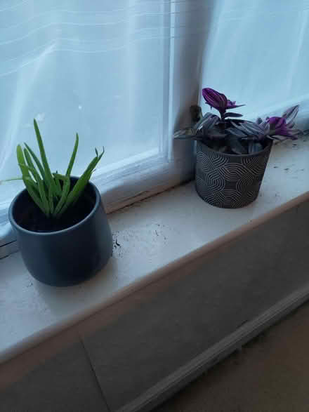 Photo of free plants (CV5) #1