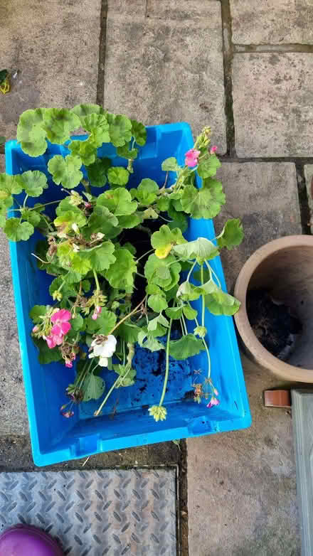 Photo of free Pelegoniums mixed (South Tonbridge TN9) #1