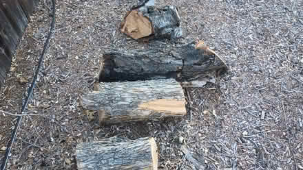 Photo of free Apple and Cherry tree trunk chunks (Gennoveva Chavez Center) #1