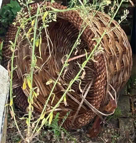Photo of free Round Wicker Basket (Newtown RG1) #2
