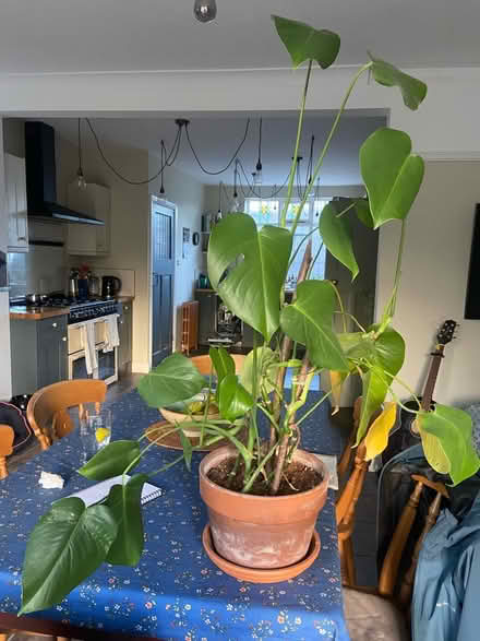 Photo of free Monstera plant (S8 Beauchief) #1
