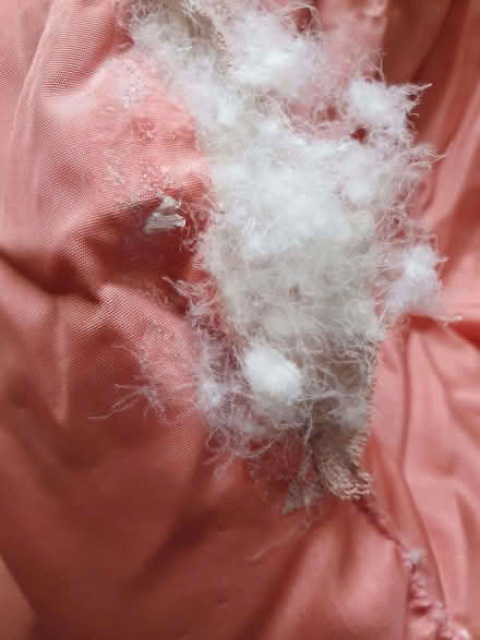 Photo of free Down eiderdowns (West Horsley KT24) #2