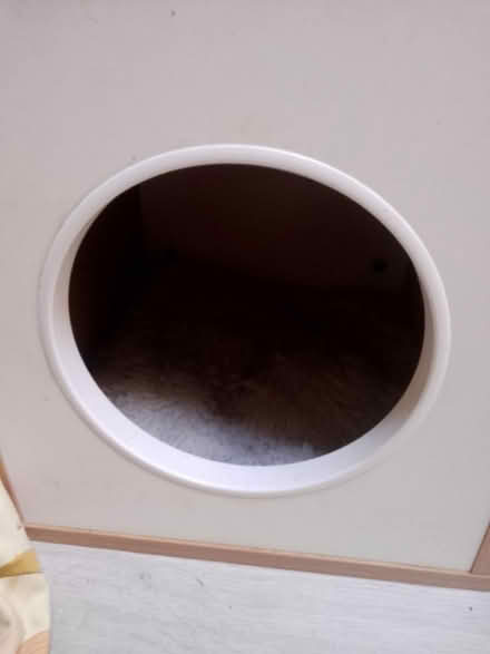 Photo of free Small cat bed (Woking) #4
