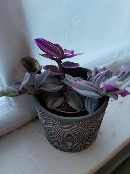 Photo of free plants (CV5) #2