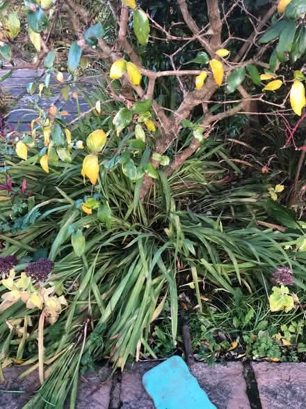 Photo of free Crocosmia (NR2) #1