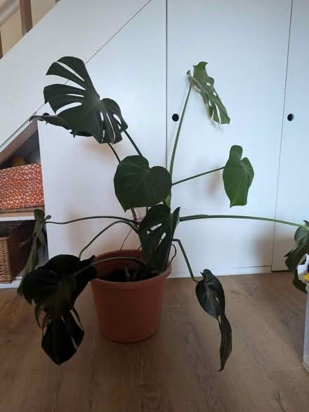 Photo of free Big swiss cheese plant (monstera) (SW9) #1