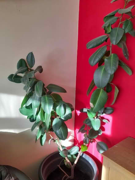 Photo of free Rubber plant (Yeovil) #2
