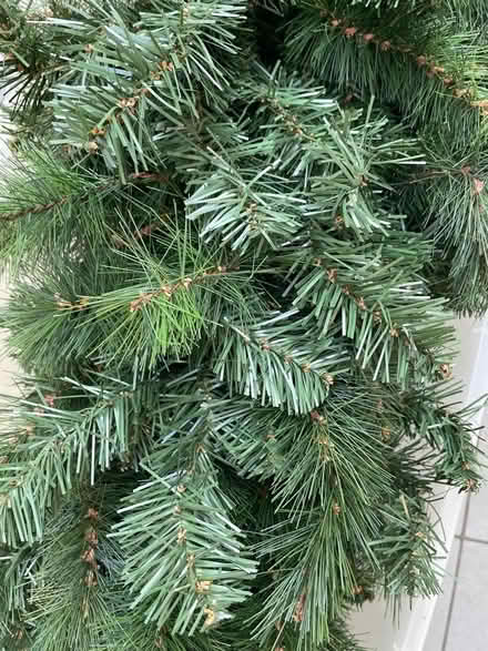 Photo of free Christmas tree. (Crouch End N8) #3