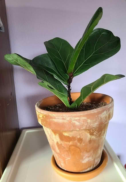 Photo of free Propagated Fiddle Fig Tree (Near cupertino library) #3