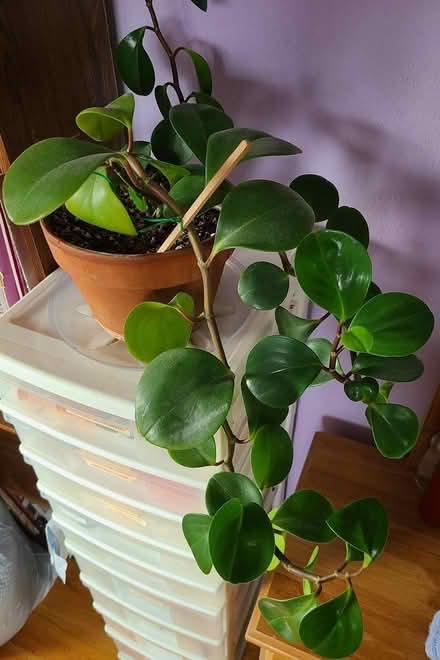 Photo of free Peperomia (Near cupertino library) #2