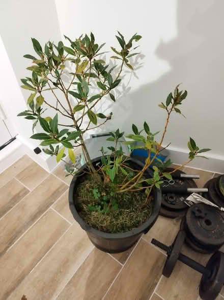 Photo of free Bay Tree (TF2) #1