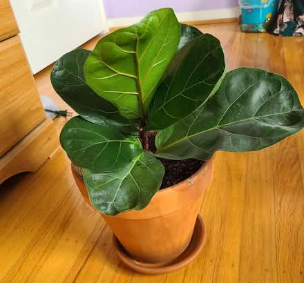 Photo of free Propagated fiddle fig tree #3 (Near cupertino library) #4