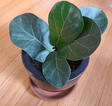 Photo of free Propagated fiddle fig plant #2 (Near cupertino library) #3