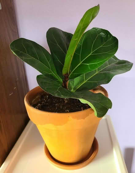 Photo of free Propagated fiddle fig tree #3 (Near cupertino library) #2