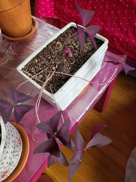 Photo of free Purple shamrock (Near cupertino library) #1