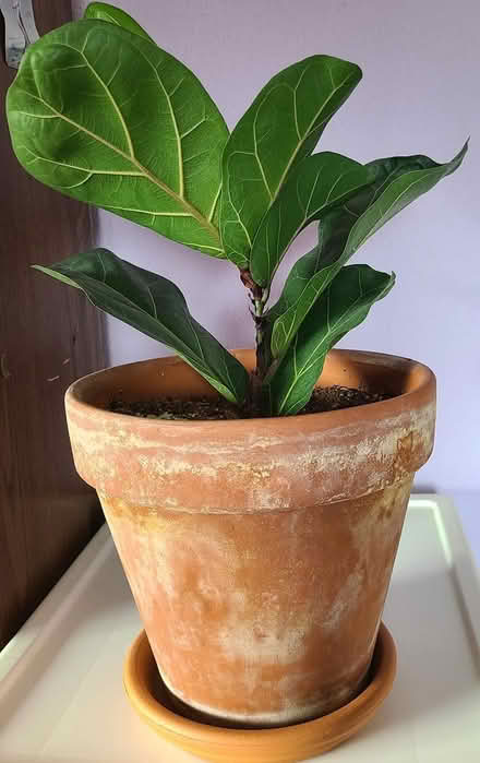 Photo of free Propagated Fiddle Fig Tree (Near cupertino library) #2
