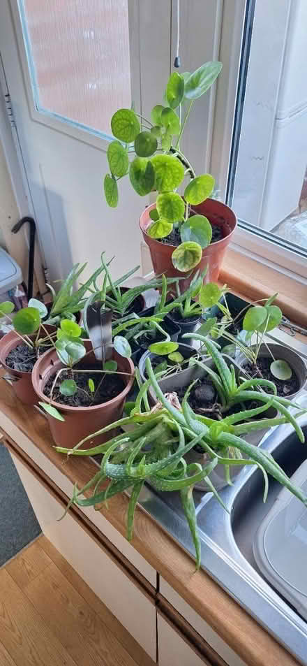 Photo of free House plants (Welling) #1