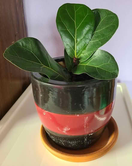 Photo of free Propagated fiddle fig plant #2 (Near cupertino library) #1