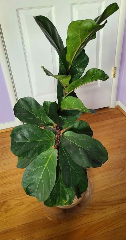 Photo of free Fiddle fig tree (Near cupertino library) #2