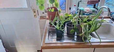 Photo of free House plants (Welling) #4