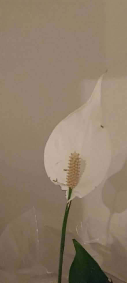 Photo of free Peace lily (Westbourne Park W11) #2