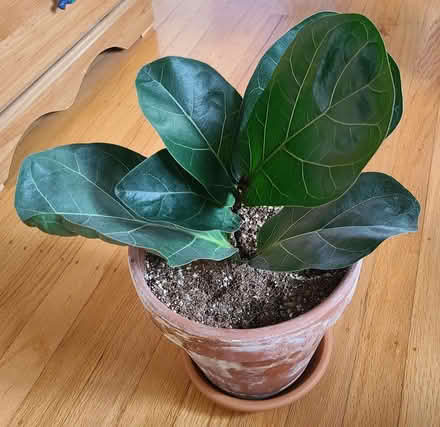 Photo of free Propagated Fiddle Fig Tree (Near cupertino library) #1