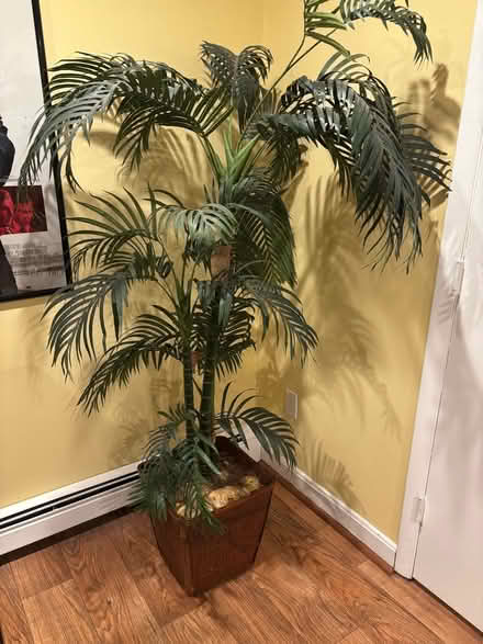 Photo of free Decorative Palm Tree (Centerville) #1