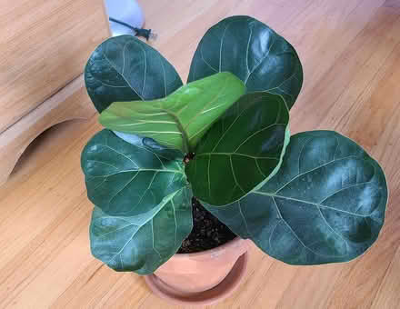 Photo of free Propagated fiddle fig tree #3 (Near cupertino library) #3