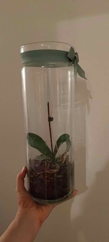 Photo of free Mini orchid in glass jar (Westbourne Park W11) #1