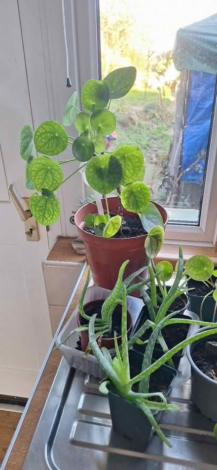 Photo of free House plants (Welling) #3