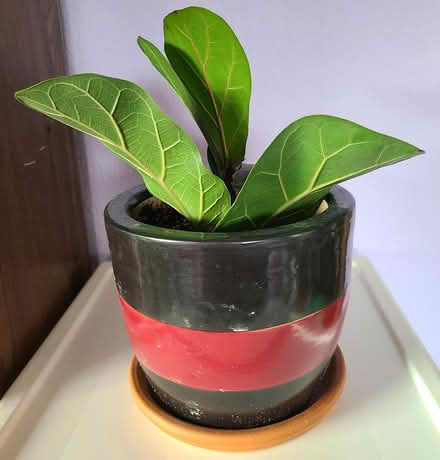 Photo of free Propagated fiddle fig plant #2 (Near cupertino library) #2