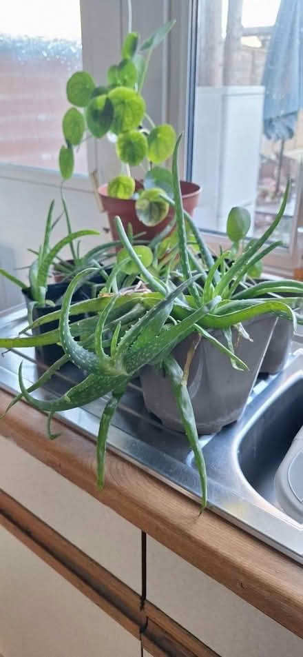 Photo of free House plants (Welling) #2