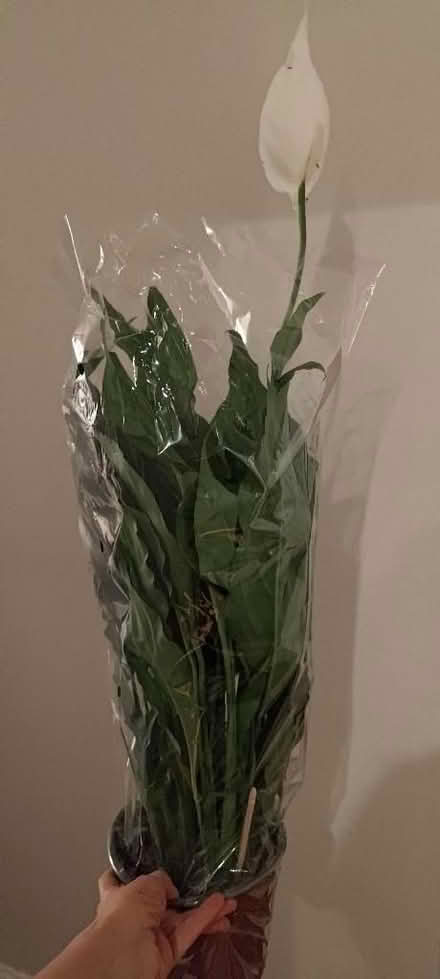 Photo of free Peace lily (Westbourne Park W11) #1