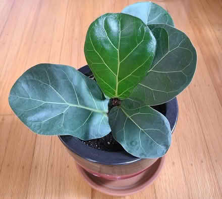 Photo of free Propagated fiddle fig plant #2 (Near cupertino library) #4