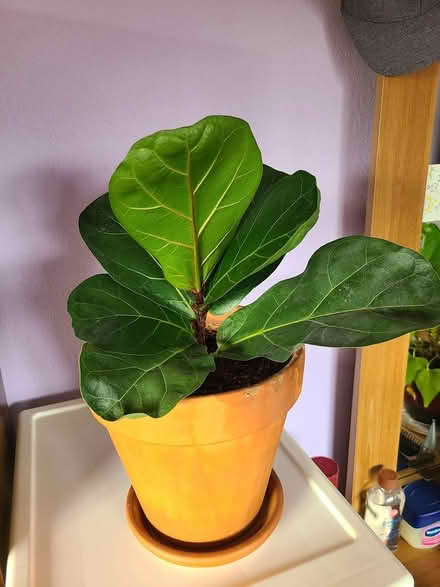 Photo of free Propagated fiddle fig tree #3 (Near cupertino library) #1